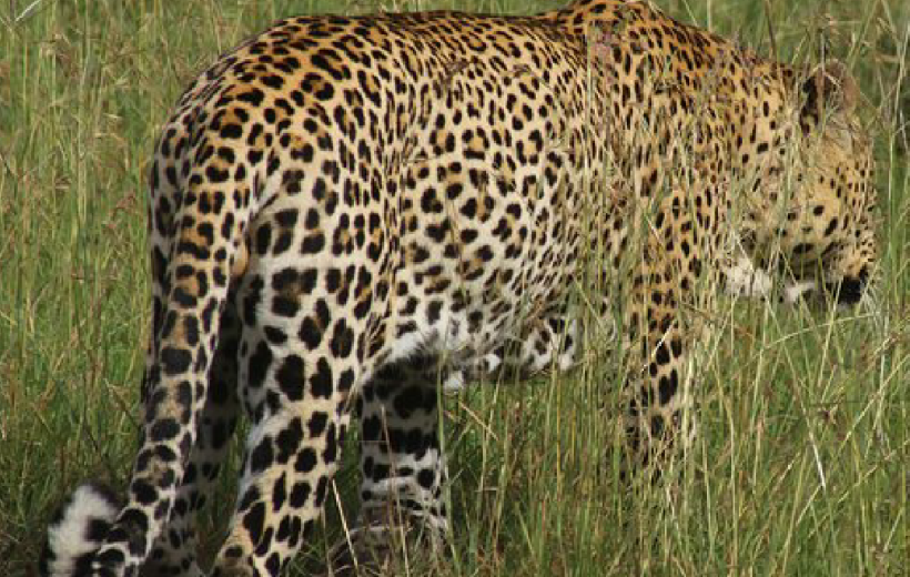 2 Days Tsavo East Safari from Diani or Mombasa