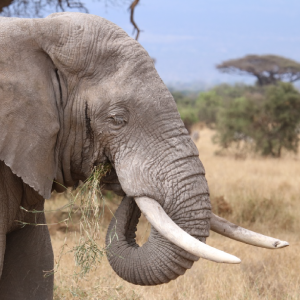 Three Days Tsavo East & Amboseli Safari from Diani or Mombasa