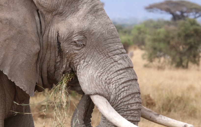 Three Days Tsavo East & Amboseli Safari from Diani or Mombasa