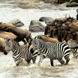 Two Days Masai Mara Air Safari from Diani or Mombasa
