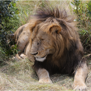 Three Days Masai Mara from Diani or Mombasa
