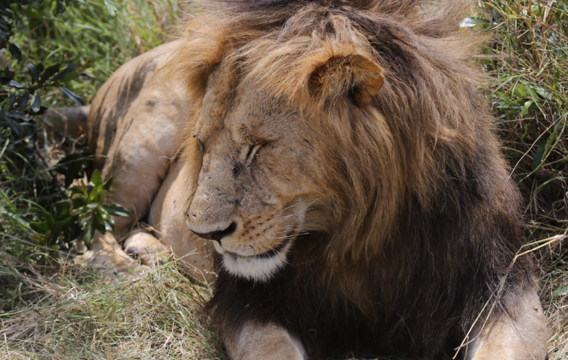 Three Days Masai Mara from Diani or Mombasa