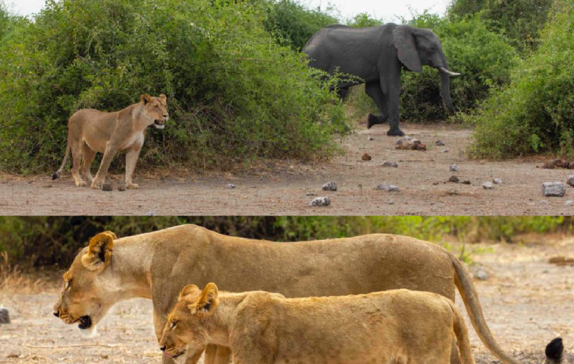 Two Days Tsavo East & Salt Lick Safari from Diani or Mombasa