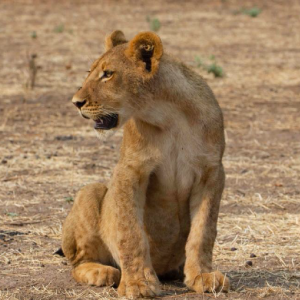 Five Days Tsavo West, Amboseli, Taita Hills & Tsavo East Safari from Diani or Mombasa Day 1: