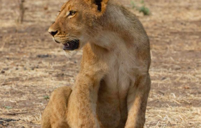 Five Days Tsavo West, Amboseli, Taita Hills & Tsavo East Safari from Diani or Mombasa Day 1: