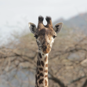 Four Days Tsavo West, Amboseli & Tsavo East Safari from Diani or Mombasa