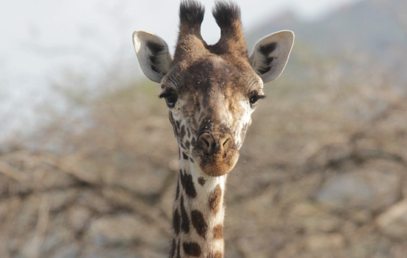 Four Days Tsavo West, Amboseli & Tsavo East Safari from Diani or Mombasa